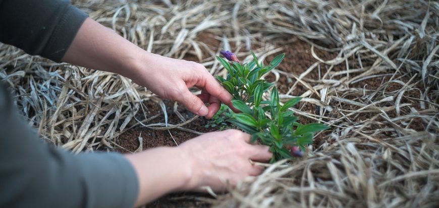 Hands planting a shrub